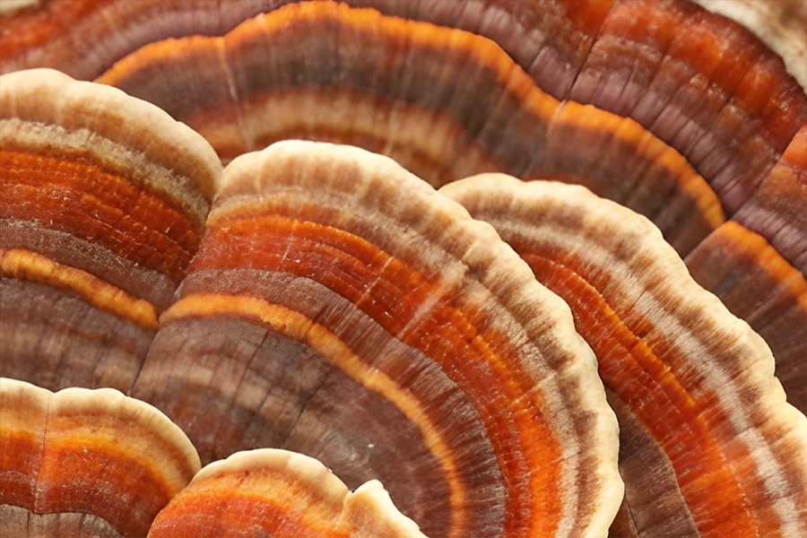 TURKEY TAIL zoomed in